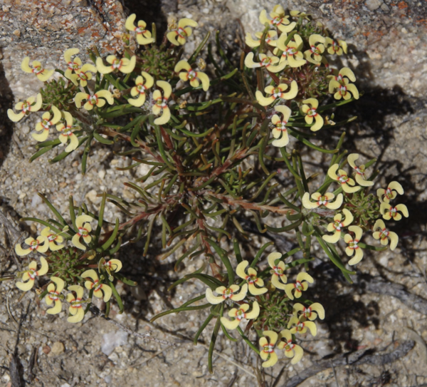 Stylidium breviscapum