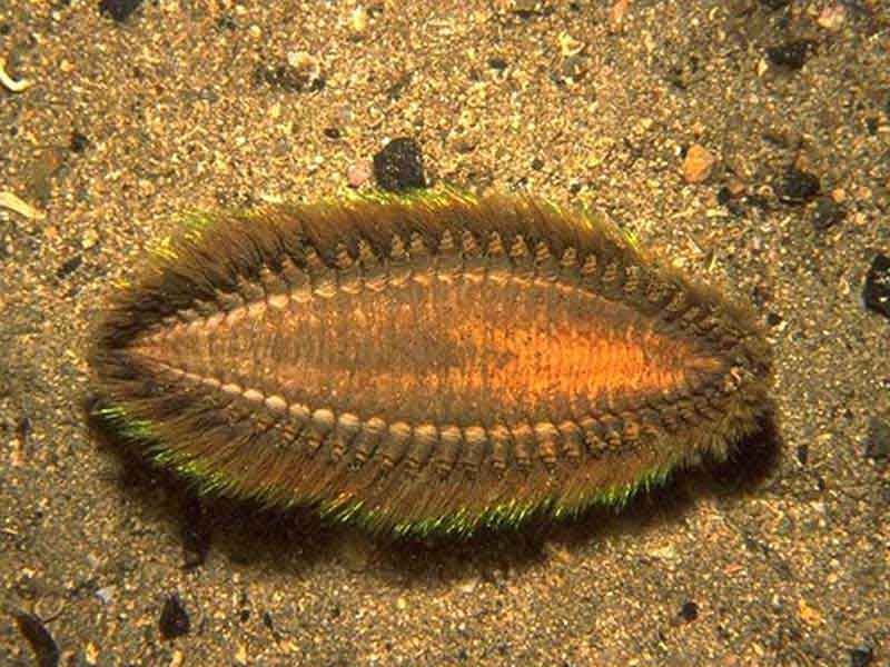 Sea Mouse (Aphrodita): A Deep Dive into the Strange and Fascinating Marine Worm