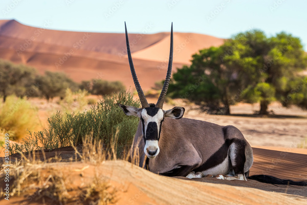 gemsbok (scientific name: Oryx gazella), commonly known as the South African oryx,