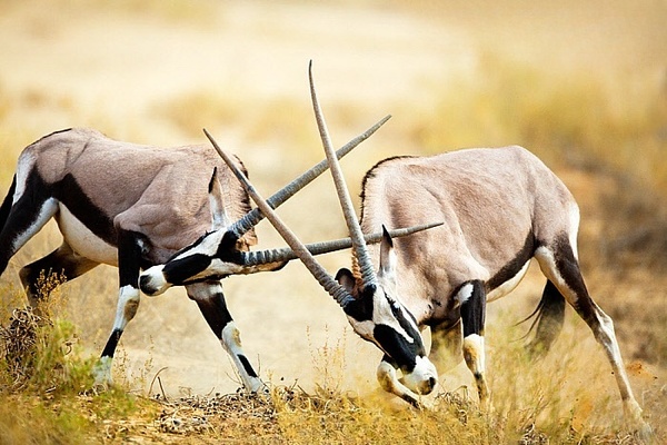 The Gembok (Oryx Gazella) – The South African Oryx: A Comprehensive Guide