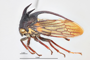 Membracidae