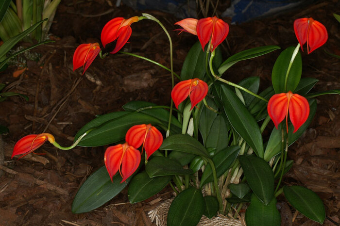 Masdevallia ignea, commonly known as the Fiery Masdevallia or the Flame Orchid