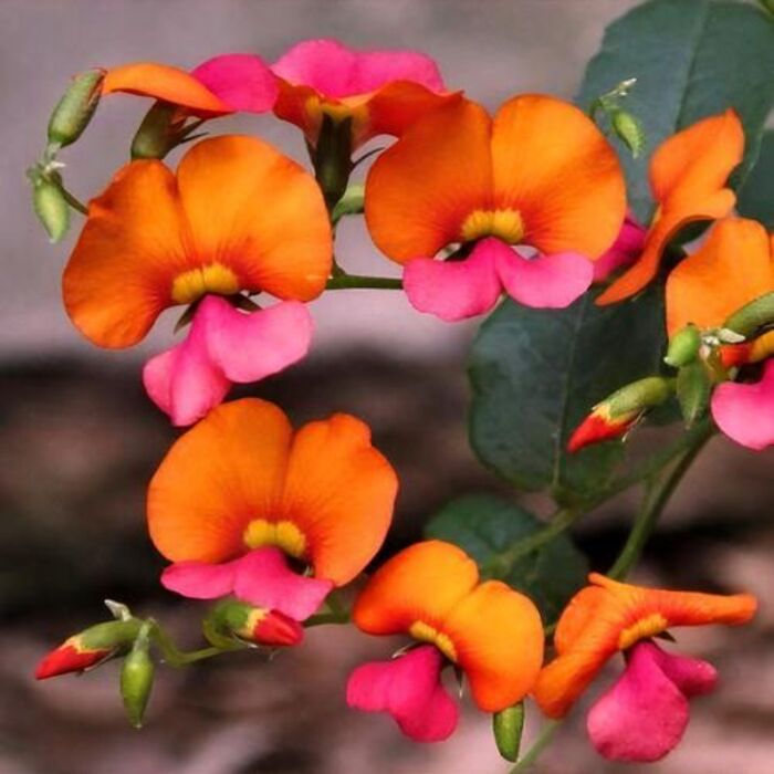 Chorizema cordatum: The Heart-shaped Beauty of Australia