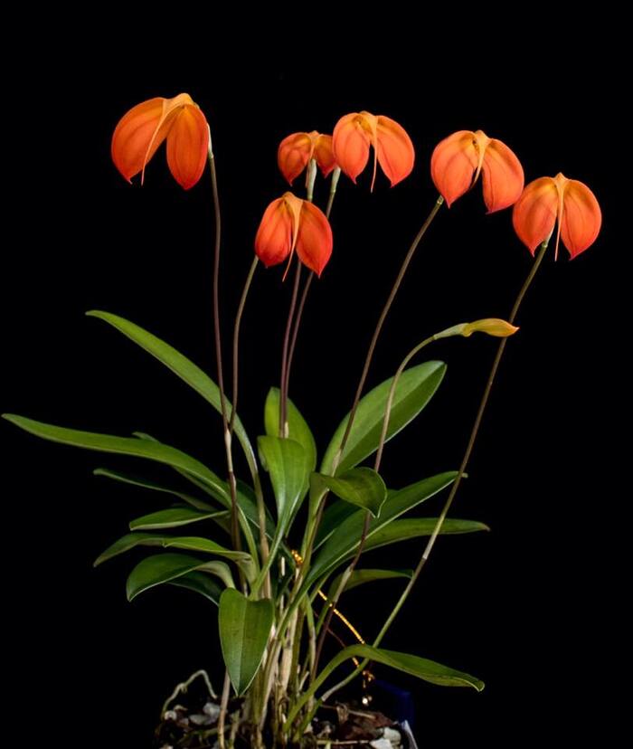 Masdevallia ignea, commonly known as the Fiery Masdevallia or the Flame Orchid