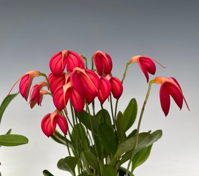 Masdevallia ignea, commonly known as the Fiery Masdevallia or the Flame Orchid