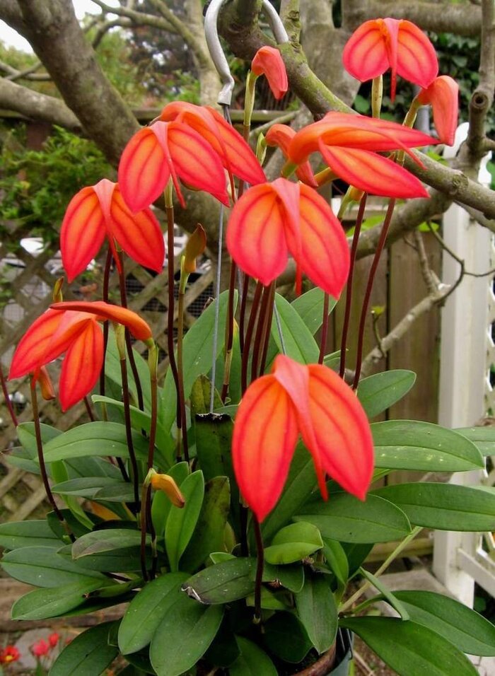 Masdevallia ignea, commonly known as the Fiery Masdevallia or the Flame Orchid