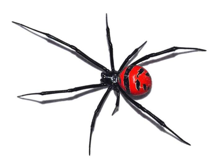 Southern Black Widow (Latrodectus mactans)