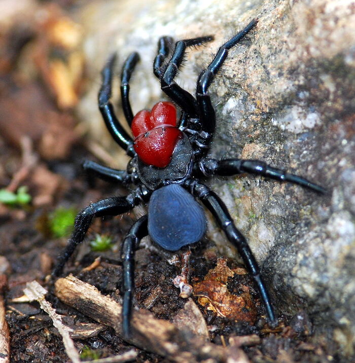 Top 10 Most Venomous Spiders in the World: Beware, Don't Touch Them