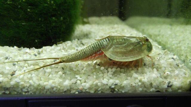 Triops (Triops cancriformis)