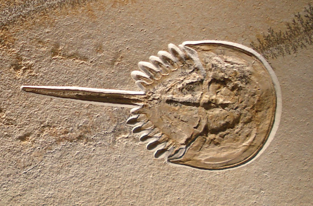 Horseshoe Crabs (Limulidae)