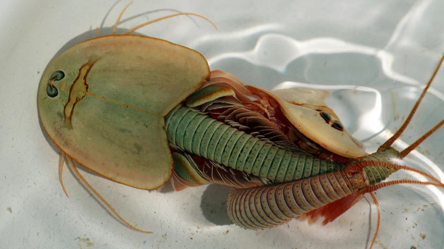 Triops (Triops cancriformis)