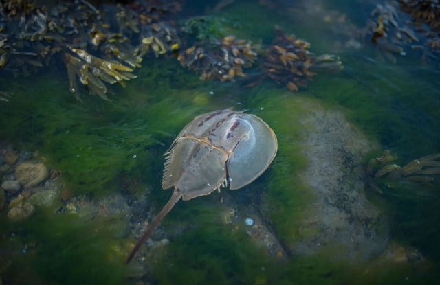 Horseshoe Crabs (Limulidae)