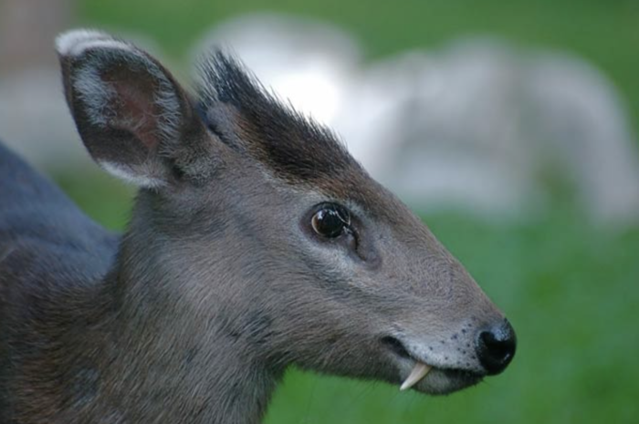 Mao Crowned Deer (Elaphodus cephalophus)