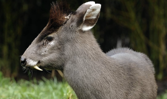 The Mao Crowned Deer (Elaphodus cephalophus): A Unique and Endangered Species of Deer