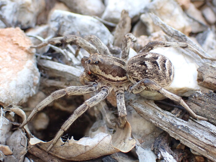 Tarantula Wolf Spider (Lycosa tarantula)