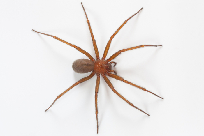 Chilean Recluse Spider (Loxosceles laeta)