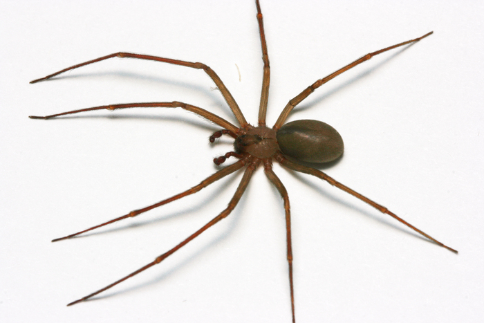 Brown Recluse Spider (Loxosceles reclusa)