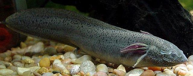 Gilled Lungfish (Protopterus amphibius)