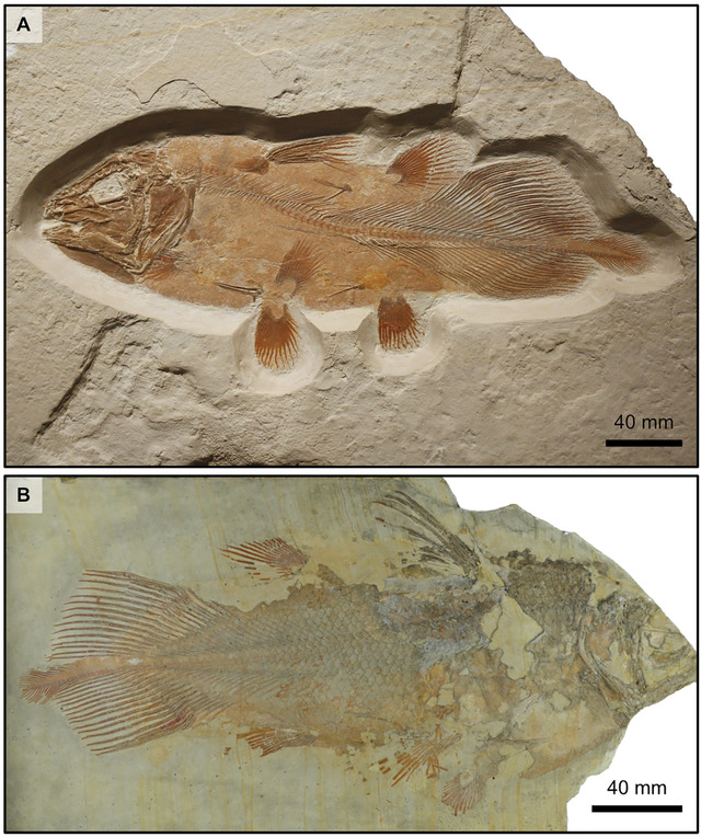 Coelacanth (Latimeria chalumnae)