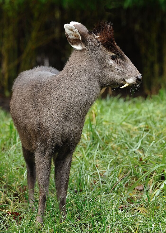 Mao Crowned Deer (Elaphodus cephalophus)