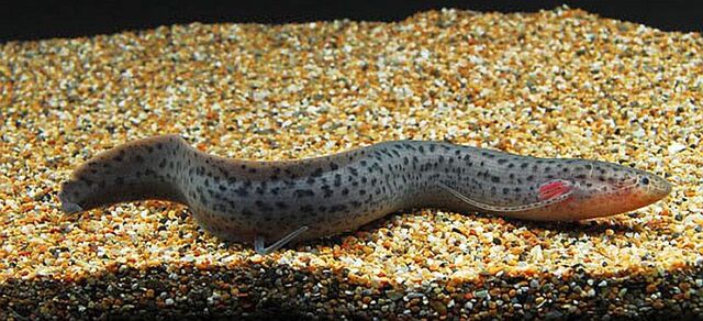 Spotted Lungfish (Protopterus dolloi)