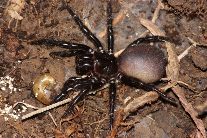 Australian Funnel-Web Spider (Atrax robustus)