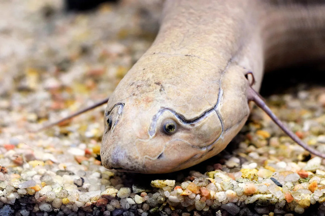 The Australian lungfish (Neoceratodus forsteri), also known as the Queensland lungfish, Burnett salmon and barramunda, 