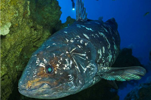 Coelacanth (Latimeria chalumnae)