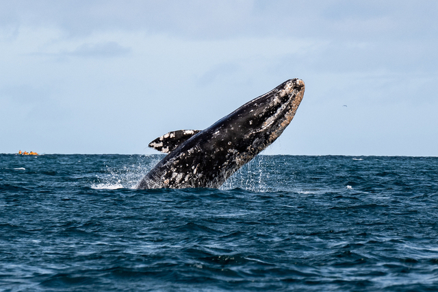 Gray Whale (Eschrichtius robustus)