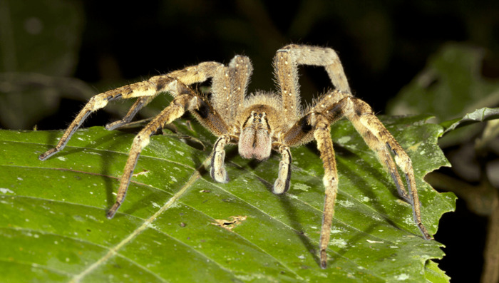 Brazilian Wandering Spider (Phoneutria spp.)