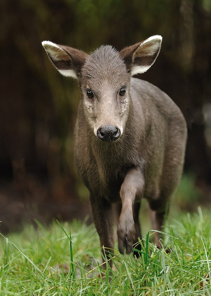 Mao Crowned Deer (Elaphodus cephalophus)