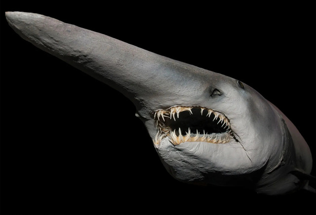 Goblin Shark (Mitsukurina owstoni)