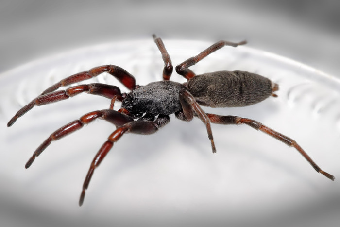 White-Tailed Spider (Lampona cylindrata)