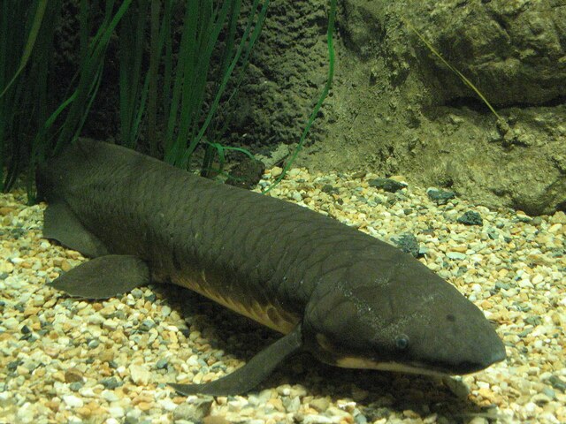 Queensland Lungfish (Neoceratodus forsteri)