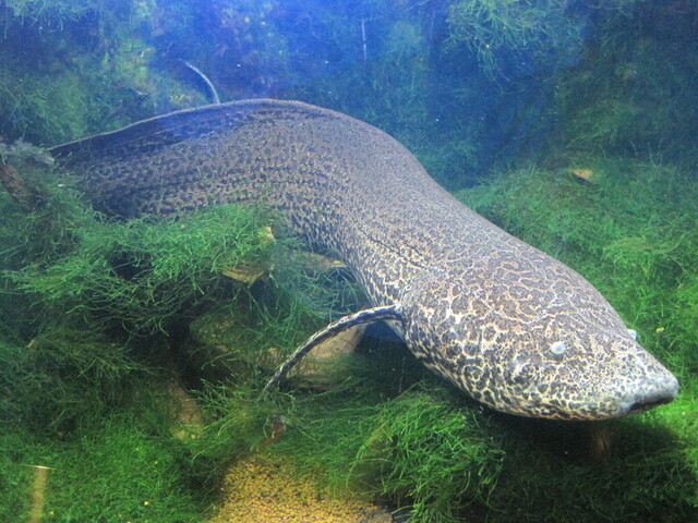 Marbled Lungfish (Protopterus aethiopicus)