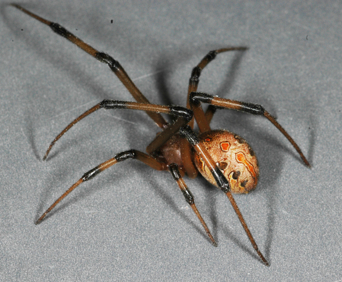 Brown Widow Spider (Latrodectus geometricus)