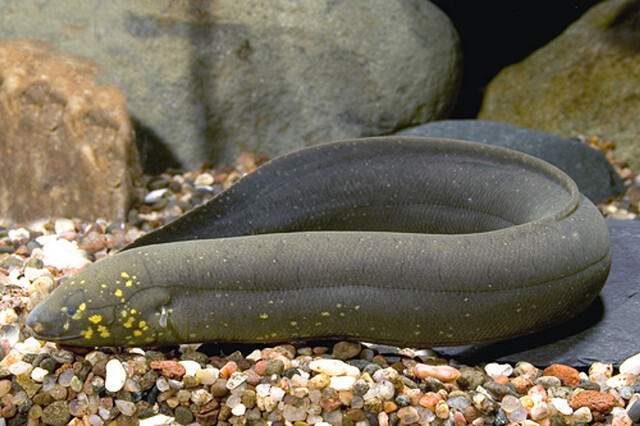 The Australian lungfish (Neoceratodus forsteri), also known as the Queensland lungfish, Burnett salmon and barramunda, 