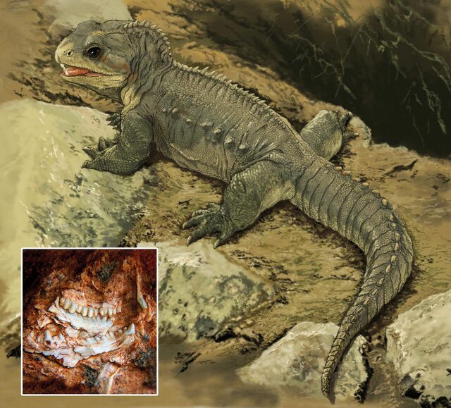 Tuatara (Sphenodon punctatus)