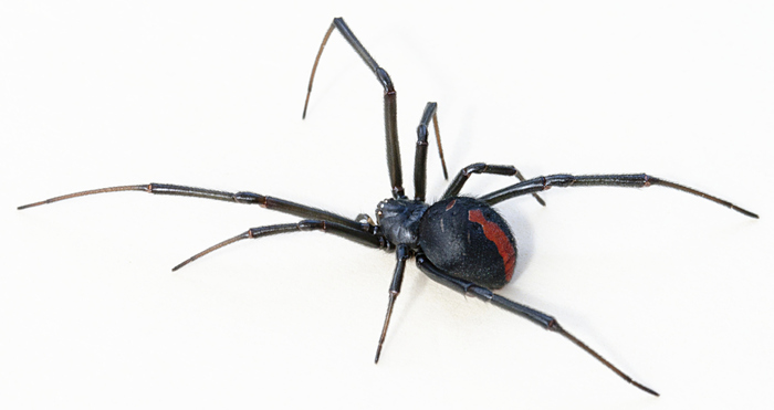 Redback Spider (Latrodectus hasselti)