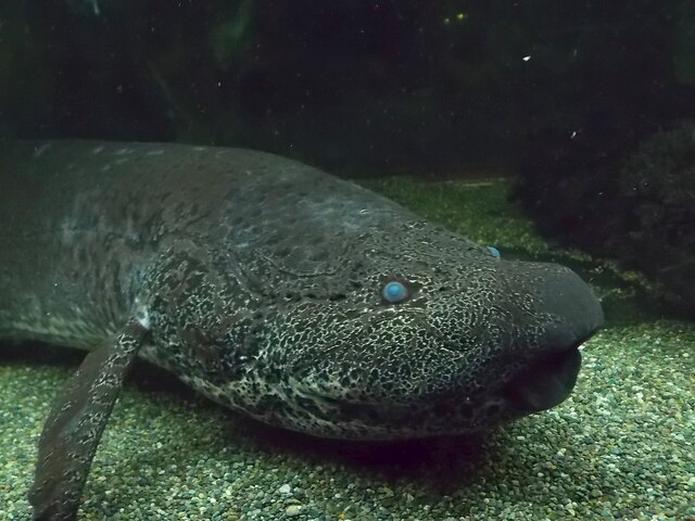 Marbled Lungfish (Protopterus aethiopicus)