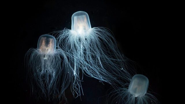 Turritopsis dohrnii (Immortal Jellyfish)