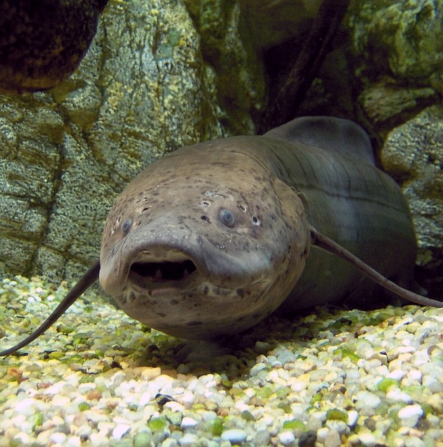 West African Lungfish (Protopterus annectens)