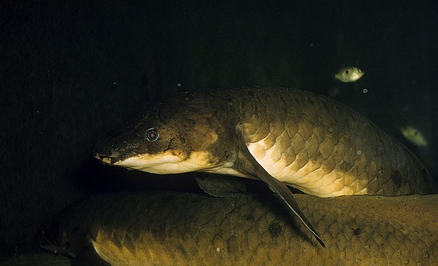 Queensland Lungfish (Neoceratodus forsteri)