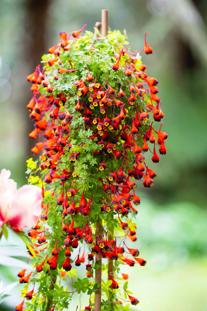 Tropaeolum tricolor: The Vibrant Tri-Color Beauty of South America