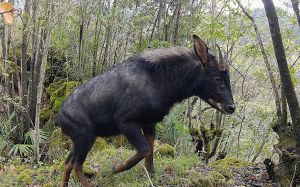 Comprehensive Guide to the Chinese Goral (Capricornis milneedwardsii)