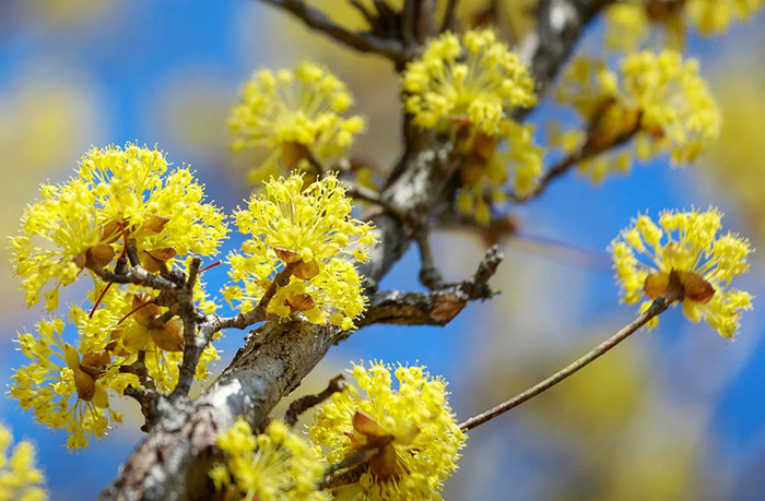 Cornus officinalis, commonly known as Japanese Dogwood or Mountain Dogwood