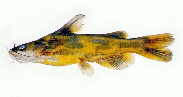 Tachysurus fulvidraco, commonly known as the yellow catfish,