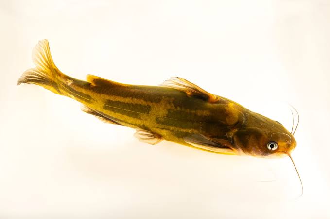 Tachysurus fulvidraco, commonly known as the yellow catfish,