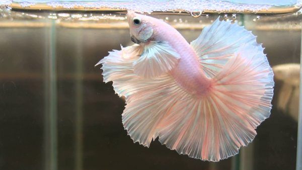 Betta fish