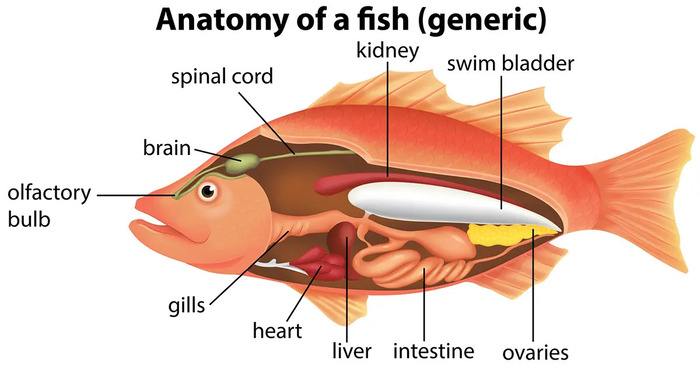 fish-anatomy.jpg